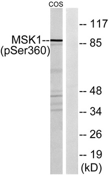 MSK1 (phospho Ser360) rabbit pAb Antibody