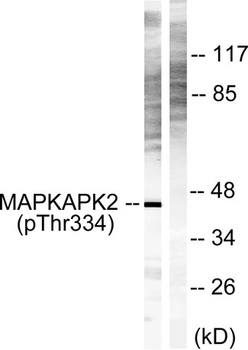 MAPKAPK-2 (phospho Thr334) rabbit pAb Antibody