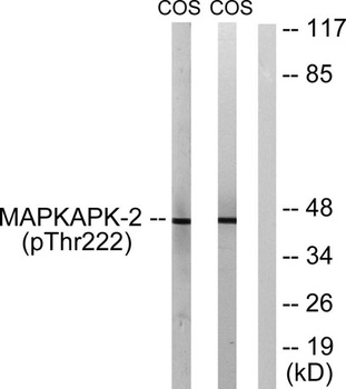 MAPKAPK-2 (phospho Thr222) rabbit pAb Antibody