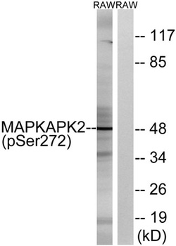 MAPKAPK-2 (phospho Ser272) rabbit pAb Antibody
