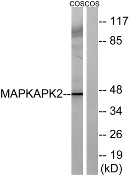MAPKAPK-2 rabbit pAb Antibody