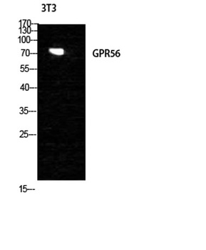 GPR56 rabbit pAb Antibody