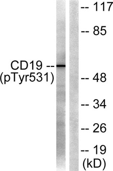 CD19 (phospho Tyr531) rabbit pAb
