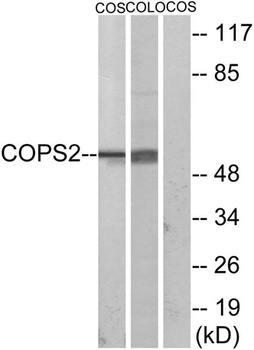 TRIP15 rabbit pAb Antibody