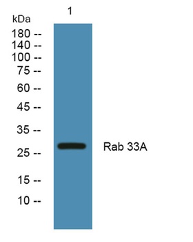 Rab 33A rabbit pAb Antibody
