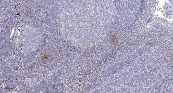 Rab 33A rabbit pAb Antibody
