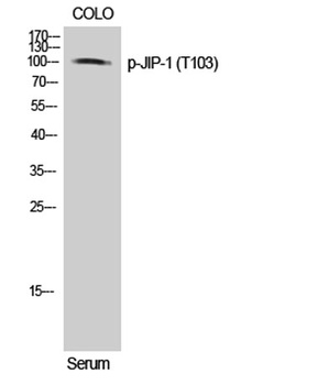 JIP-1 (phospho Thr103) rabbit pAb Antibody