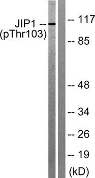 JIP-1 (phospho Thr103) rabbit pAb Antibody