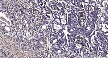 SCAMP1 rabbit pAb Antibody