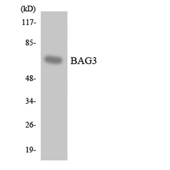 Bag-3 rabbit pAb