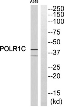 RPA40 rabbit pAb Antibody