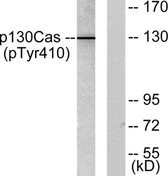 p130 Cas (phospho Tyr410) rabbit pAb
