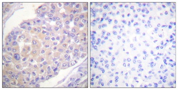 p130 Cas (phospho Tyr165) rabbit pAb