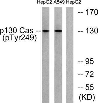 p130 Cas (phospho Tyr249) rabbit pAb