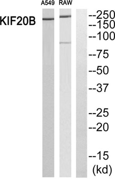 MPP1 rabbit pAb Antibody