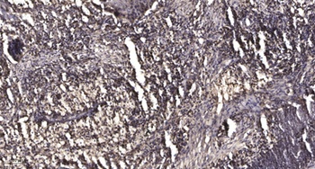MPP1 rabbit pAb Antibody