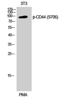 CD44 (phospho Ser706) rabbit pAb Antibody