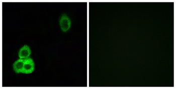 CDHF9 rabbit pAb Antibody