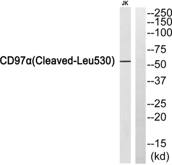 Cleaved-CD97α (L530) rabbit pAb Antibody