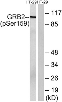 Gab 2 (phospho Ser159) rabbit pAb Antibody
