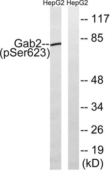 Gab 2 (phospho Ser623) rabbit pAb Antibody