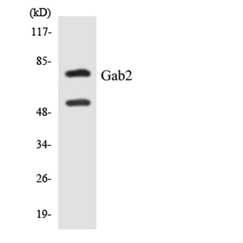 Gab 2 rabbit pAb Antibody