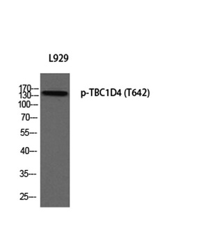 TBC1D4 (phospho Thr642) rabbit pAb Antibody