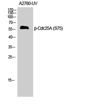 Cdc25A (phospho Ser75) rabbit pAb Antibody