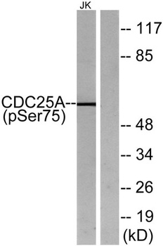 Cdc25A (phospho Ser75) rabbit pAb Antibody