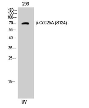 Cdc25A (phospho Ser124) rabbit pAb Antibody