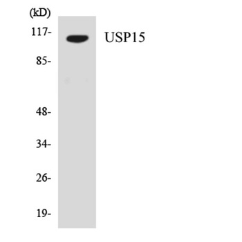 USP15 rabbit pAb Antibody
