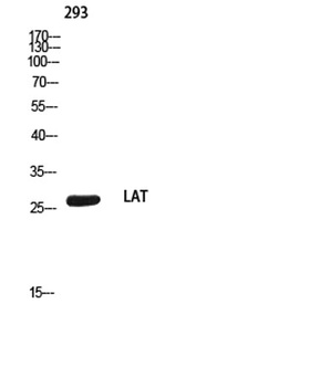 LAT rabbit pAb Antibody