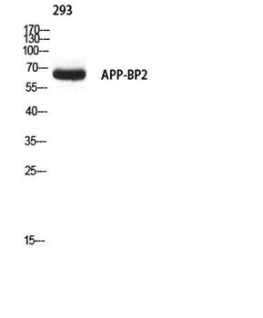 APP-BP2 rabbit pAb Antibody