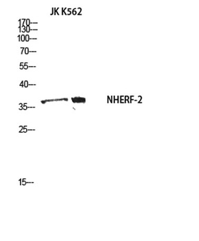NHERF-2 rabbit pAb Antibody
