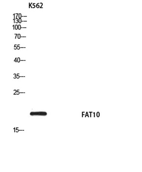 FAT10 rabbit pAb Antibody