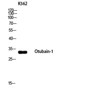 Otubain-1 rabbit pAb Antibody