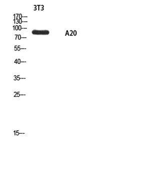 A20 rabbit pAb Antibody