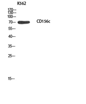 CD156c rabbit pAb Antibody