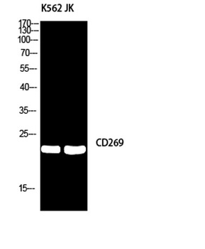 CD269 rabbit pAb Antibody