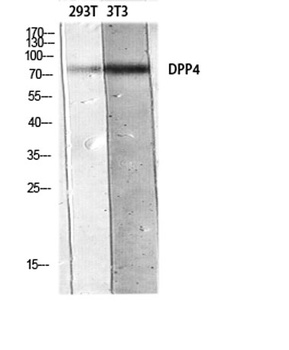 CD26 rabbit pAb Antibody