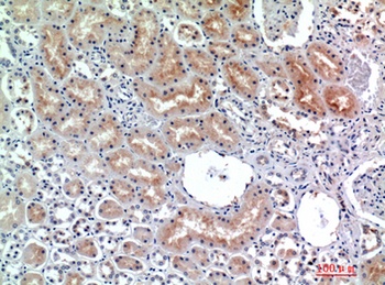 CD26 rabbit pAb Antibody
