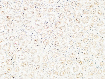 CD26 rabbit pAb Antibody