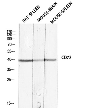 CD72 rabbit pAb Antibody