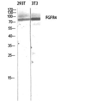 FGFR-4 rabbit pAb Antibody