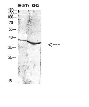 CD296 rabbit pAb Antibody