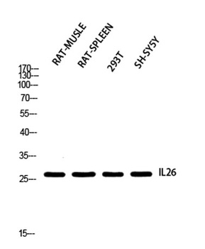 IL-26 rabbit pAb Antibody