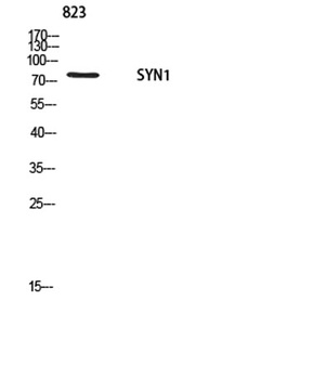 Synapsin-1 rabbit pAb Antibody