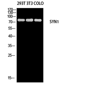 Synapsin-1 rabbit pAb Antibody