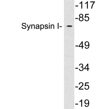 Synapsin-1 rabbit pAb Antibody