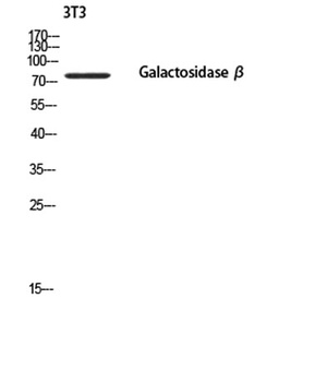 Galactosidase β rabbit pAb